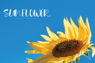 Sunflower Font: Elevate Editorial Design
